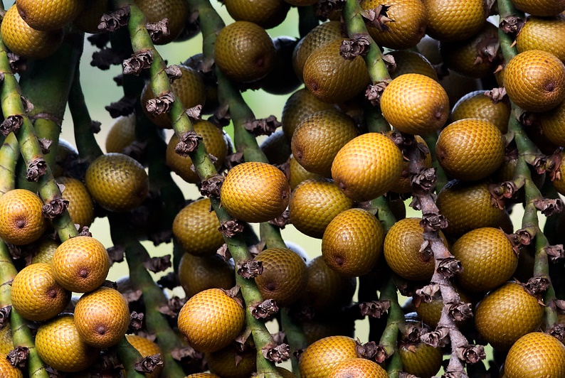 Dándole la bienvenida al Buriti para cuidado del cabello y la piel